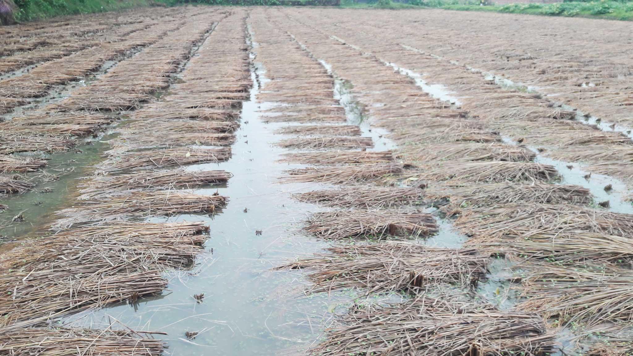 শেষ মুহূর্তে আমনের ক্ষতি