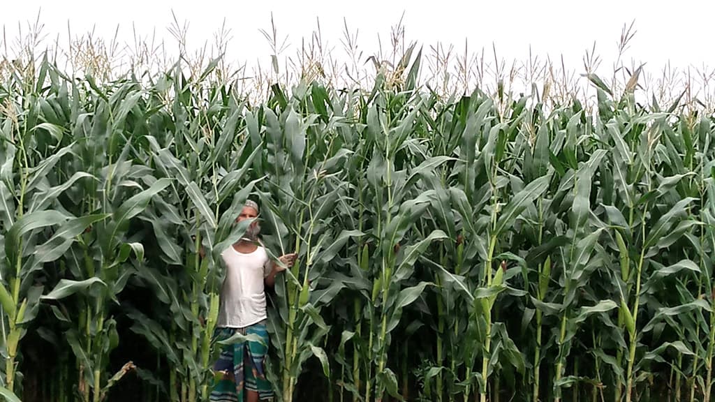 ভুট্টা চাষে কৃষকের মুখে হাসি