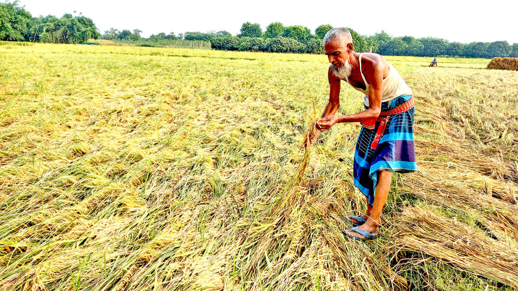 বোরোর ফলন কমার আশঙ্কা