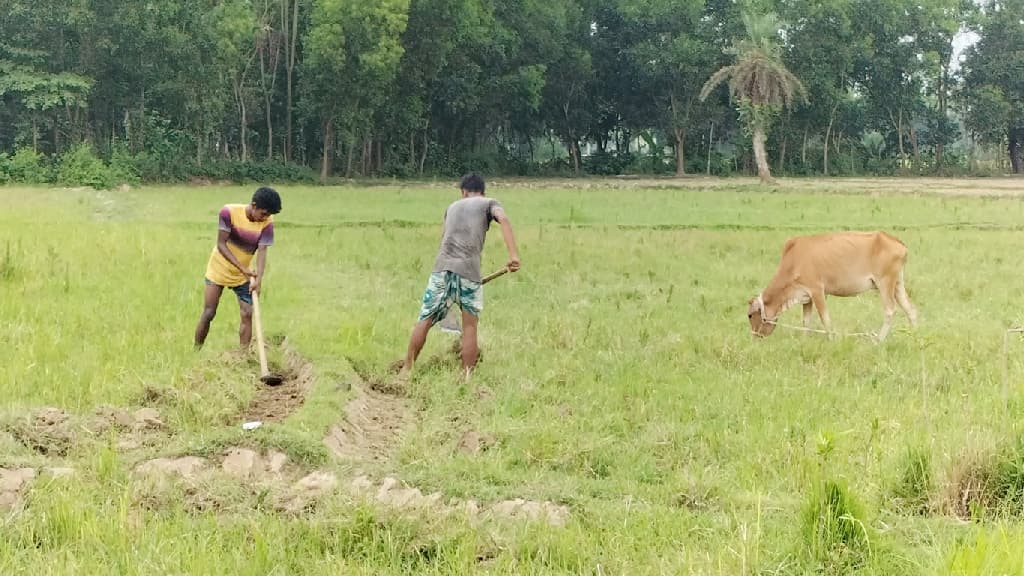 বৃষ্টি নেই, দুশ্চিন্তায় নওগাঁর কৃষকেরা