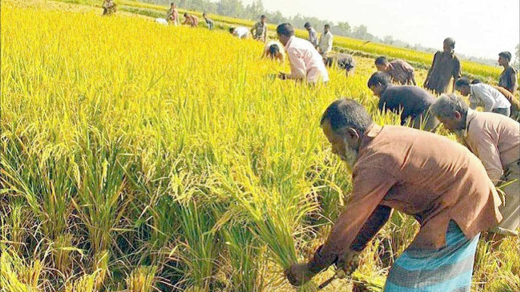 ধানের ভালো ফলনে খুশি চাষি