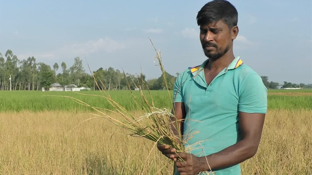 আগাছানাশক ছিটিয়ে ধানখেত নষ্ট, গ্রেপ্তার ১