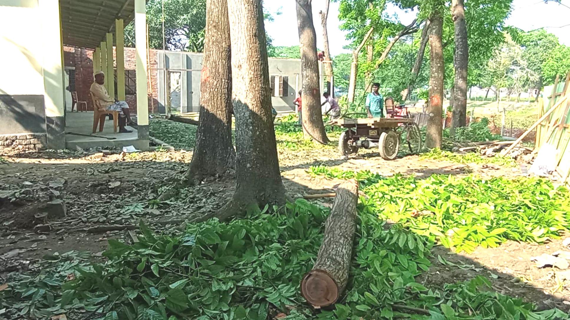 ত্রিশালে ইউএনওর বিরুদ্ধে সরকারি গাছ কাটার অভিযোগ