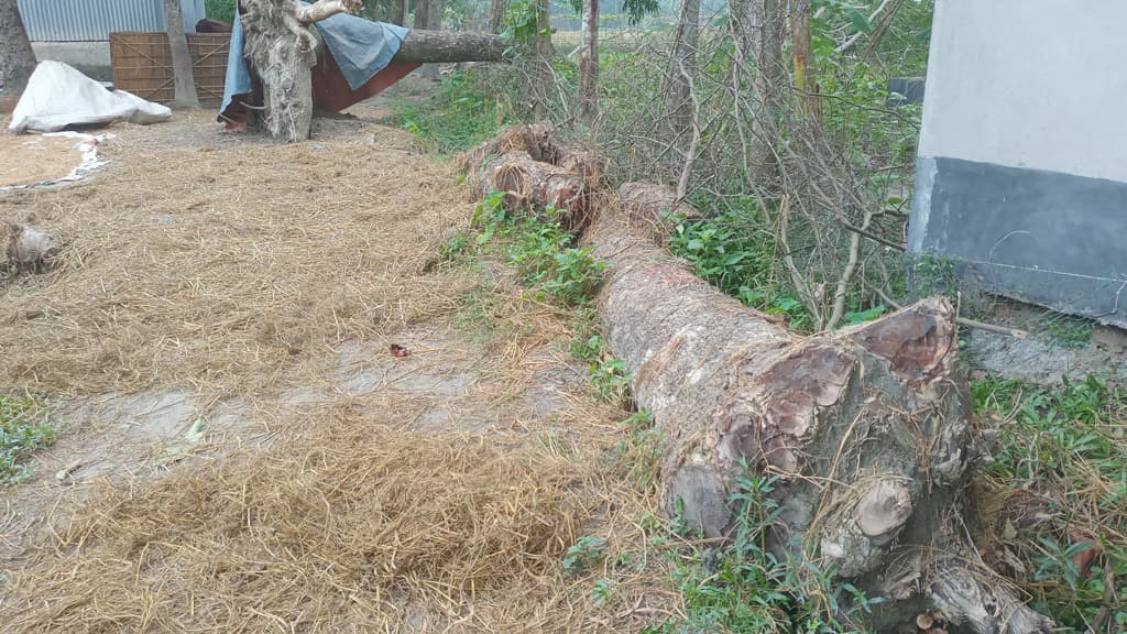 নান্দাইলে সরকারি গাছ কাটার অভিযোগ