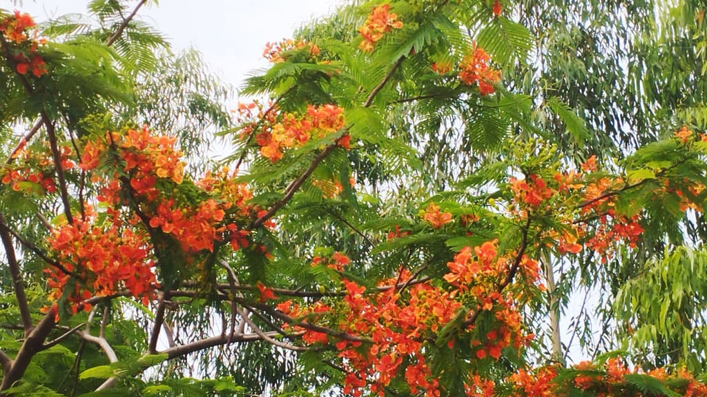 কৃষ্ণচূড়ার রক্তিম লালে সেজেছে দুর্গাপুরের পথ, মাঠ