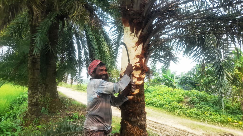 রাজশাহীতে এবার ১৫০ কোটি টাকার খেজুর গুড় বিক্রির সম্ভাবনা