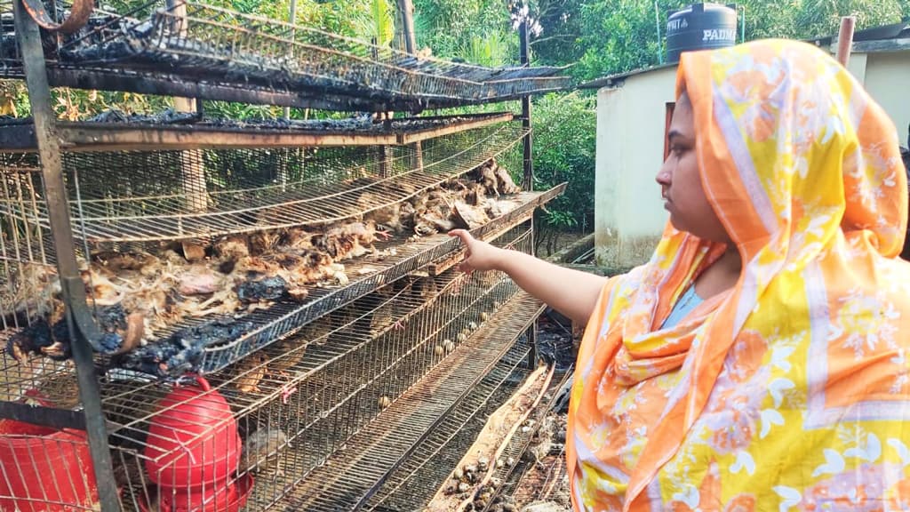 আগুনে পুড়ল ৮ হাজার কোয়েল পাখি, মিস্ত্রিকে দায়ী করে থানায় অভিযোগ