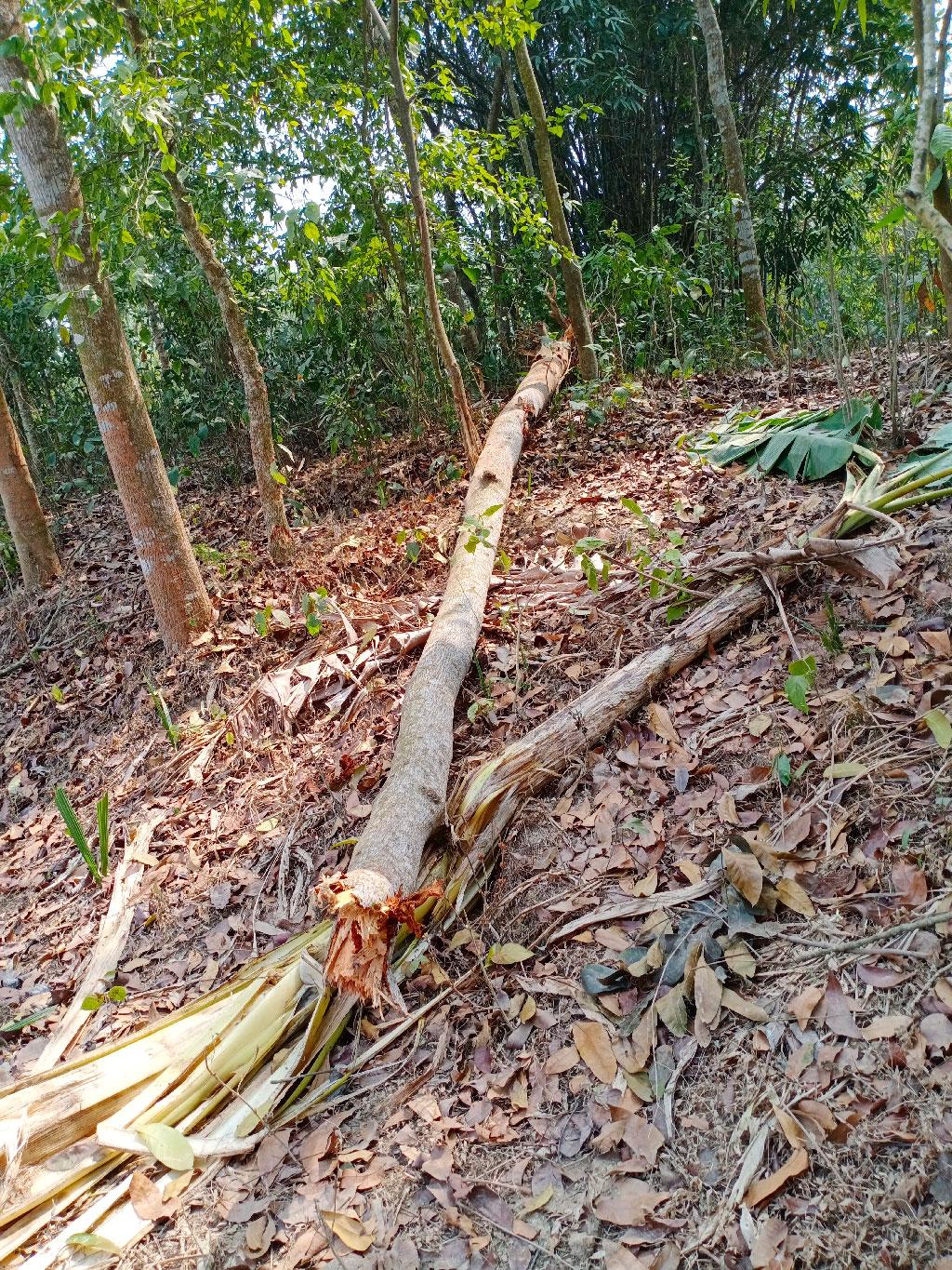 শৈলকুপায় পাখির অভয়ারণ্য হুমকির মুখে 