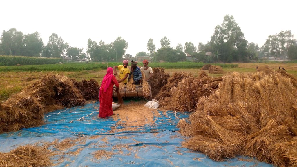 চাষ কম হলেও গাইঞ্জা ধানের ফলন ভালো