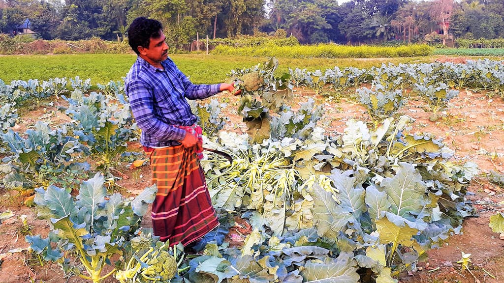 আলুতে লোকসান হওয়ায় বাড়ছে ব্রোকলির চাষ