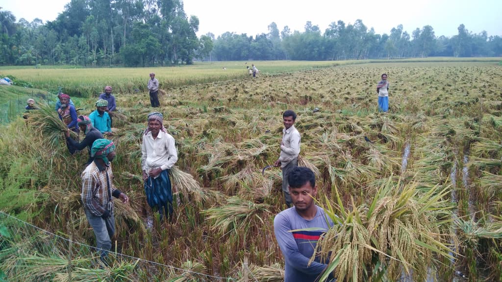 বোরো ধানের ভালো ফলনেও হাসি নেই কৃষকের মুখে