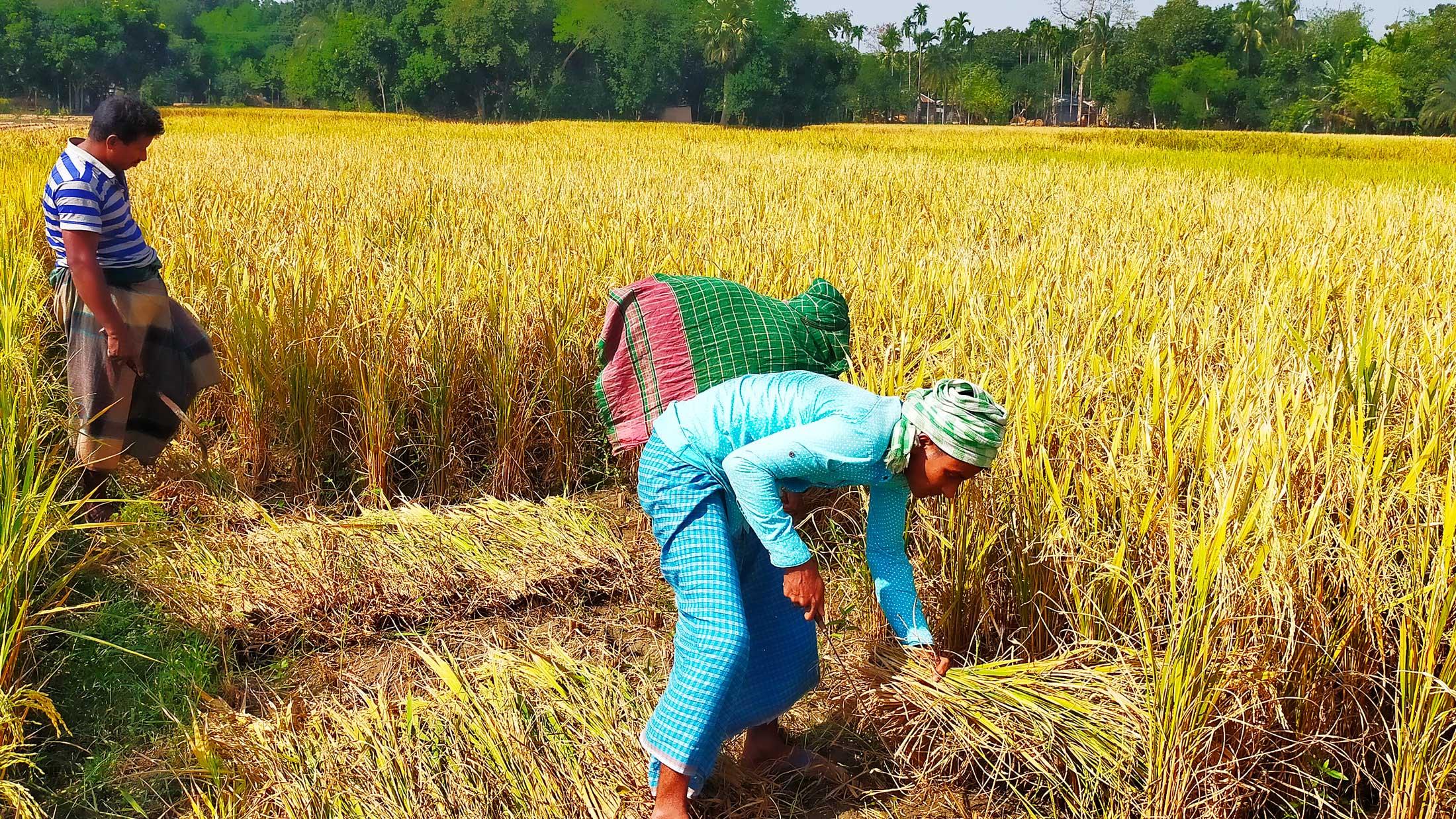 আমনের লক্ষ্যমাত্রা অর্জিত না হলেও খুশি কৃষক