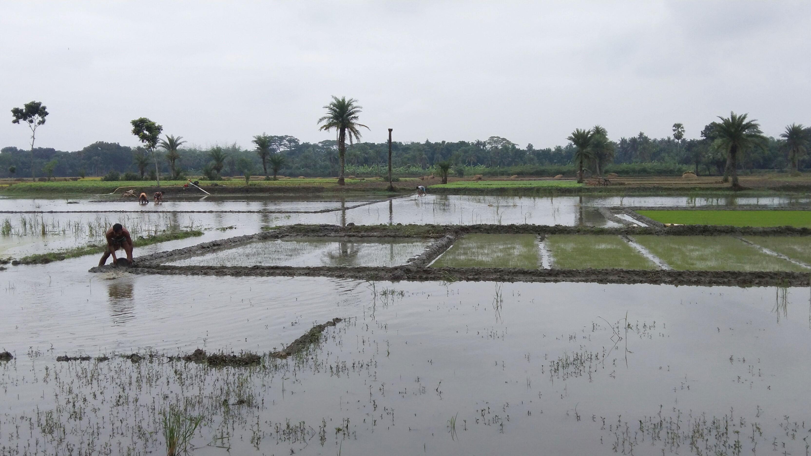 টানা বৃষ্টিতে নষ্ট হচ্ছে বোরো ধানের বীজতলা