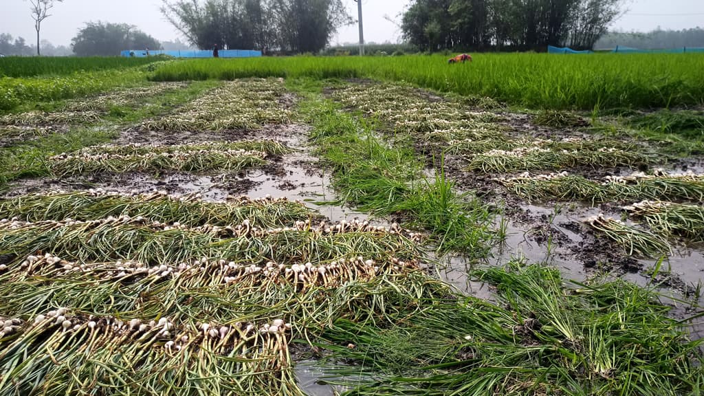 চৈত্রের বৃষ্টিতে রসুন নিয়ে বিপাকে কৃষক