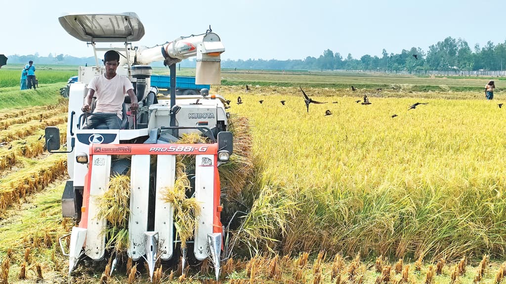 আলুখেতে আউশের হাসি