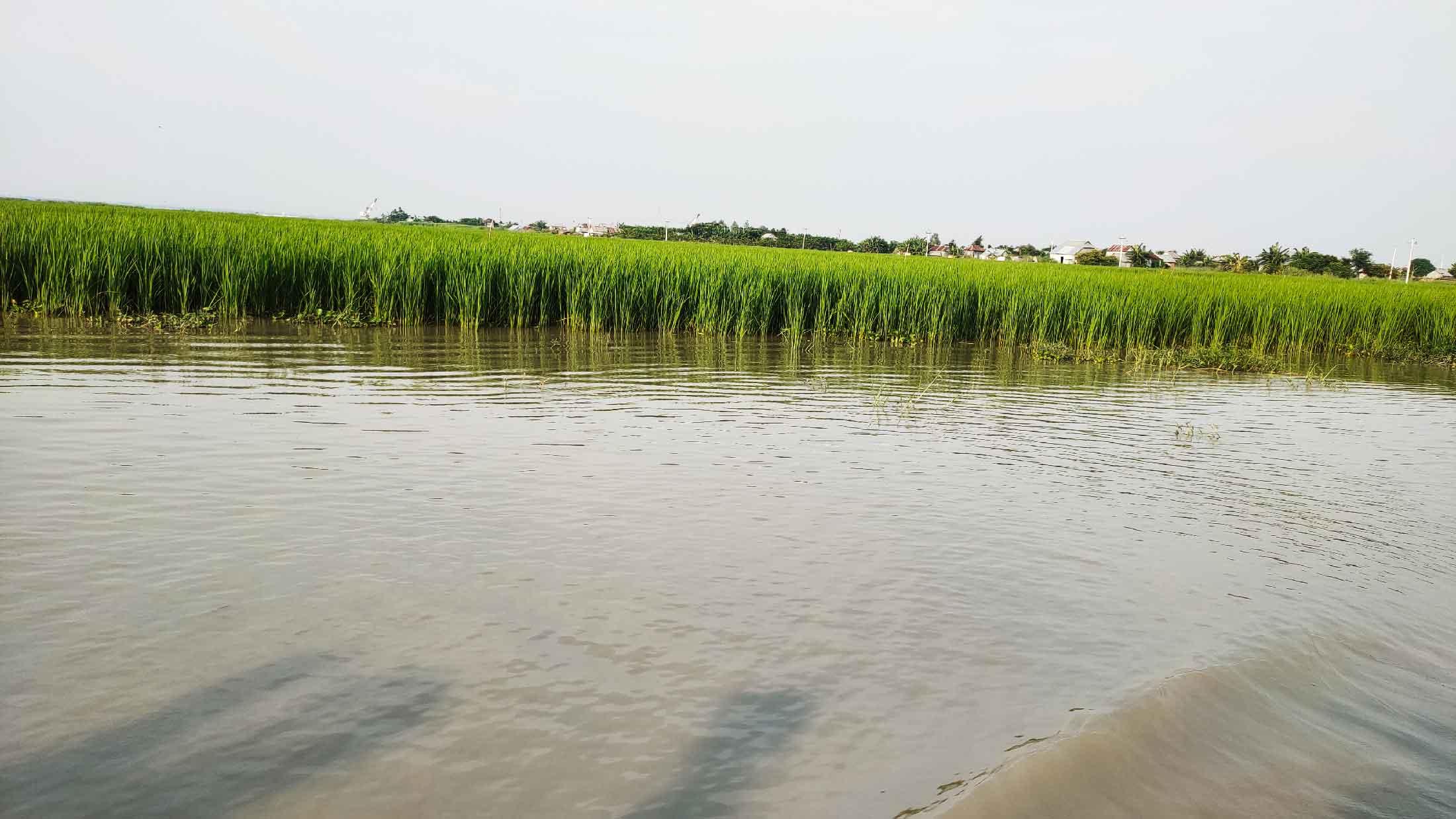 শরীয়তপুরে তলিয়ে গেছে সাড়ে ৩ হাজার হেক্টর জমির ফসল