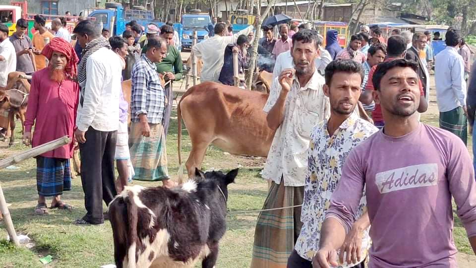 পশুর হাটে স্বাস্থ্যবিধি উধাও