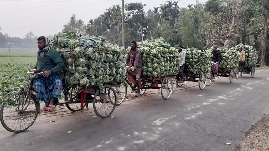 ফুলবাড়ীর ফুলকপি যাচ্ছে সারা দেশে