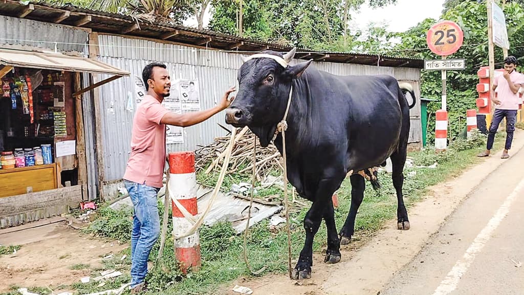 প্রাকৃতিক উপাদানে বড় হচ্ছে পাহাড়ের ষাঁড়