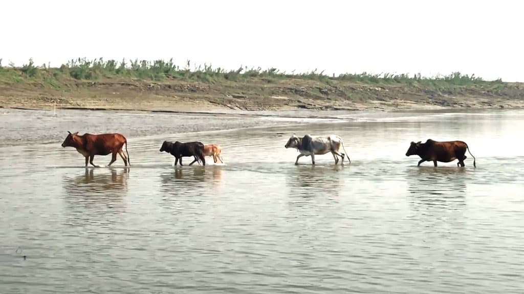 চোরাচালান ঠেকাতে গরু মহিষেরও ‘জন্মনিবন্ধন’