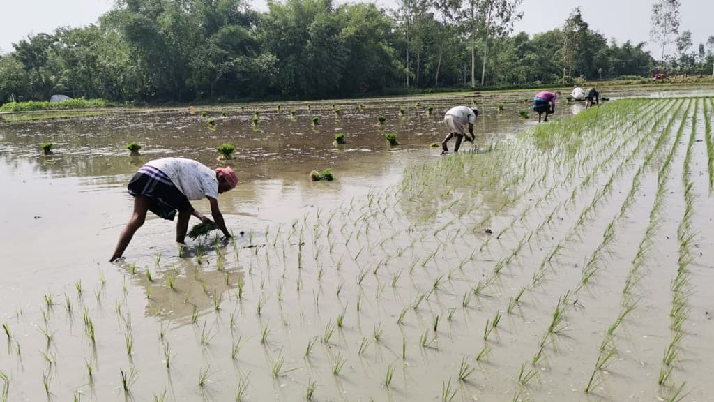 বোরো ধান ঘরে তোলা শেষ আউশ রোপণ শুরু