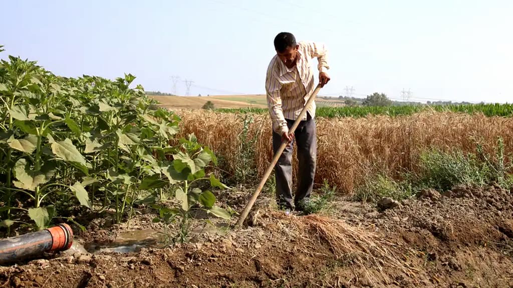 তুরস্কের কৃষকদের অবস্থা শোচনীয় 