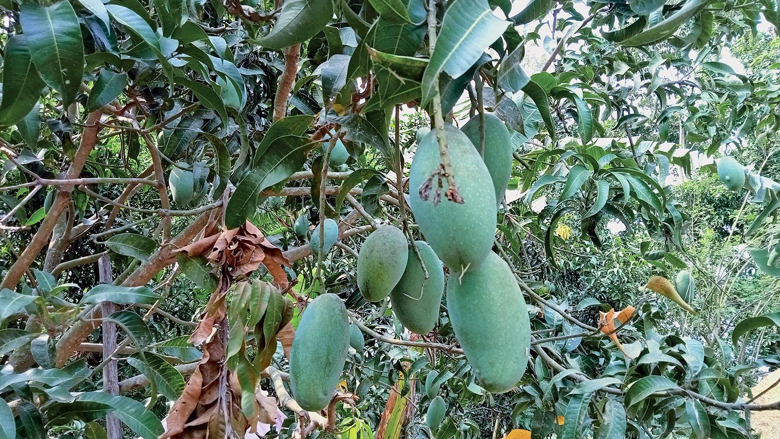 নওগাঁর আম নাক ফজলি