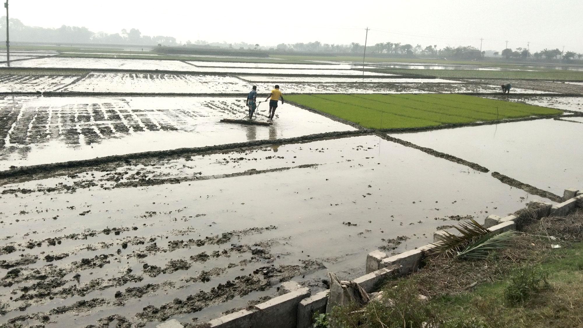 হালের গরু কমে যাওয়ায় মই টানছে মানুষ