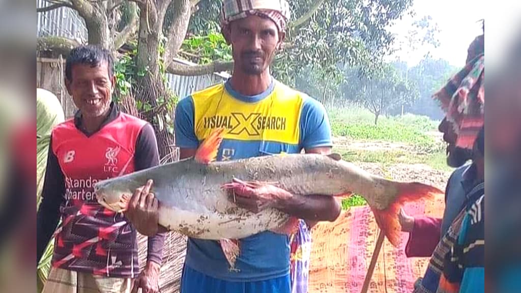 পদ্মায় জালে ধরা পড়ল ১৩ কেজির পাঙাশ