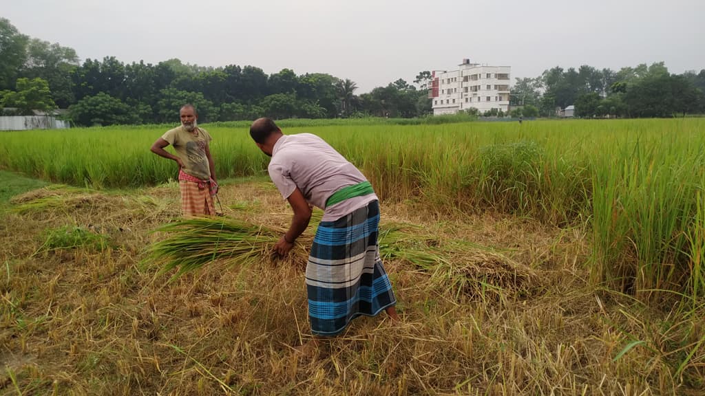 পানির অভাবে বোনা আমন হলো গোখাদ্য