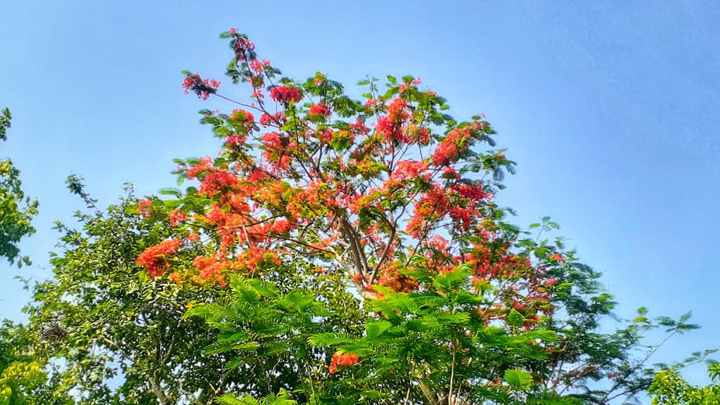 মুগ্ধতা ছড়াচ্ছে খুবির কৃষ্ণচূড়া