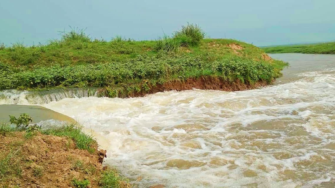 তলিয়ে গেছে ২০০ একর জমির বোরো ধান 