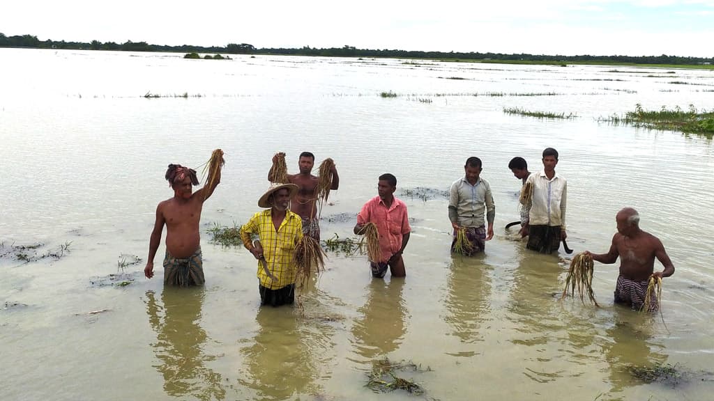 পানিতে ১৫০০ হেক্টরের ধান