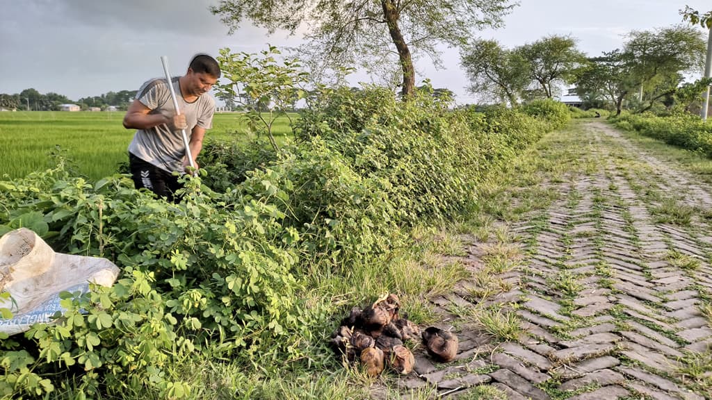 পিয়ারুলের ৪ হাজার তালবীজ