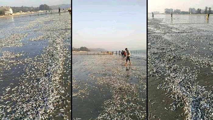 কক্সবাজারে ভেসে আসা ‘গরু মাছ’ ফেলা হয়েছিল জাহাজ থেকে