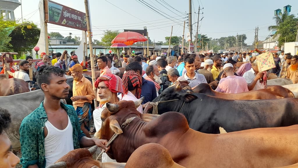 শেষ মুহূর্তে জমল পশুর হাট   মাঝারি গরুর চাহিদা বেশি