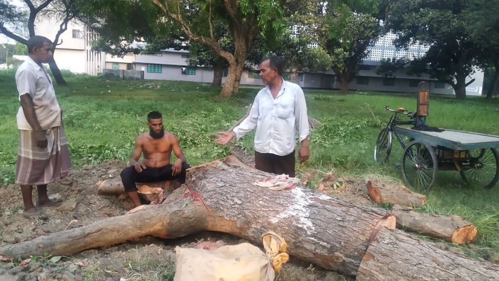 রাবিতে ‘মরা’ বলে কাটা হয়েছে ‘তাজা’ গাছ, অভিযোগ শিক্ষার্থীদের