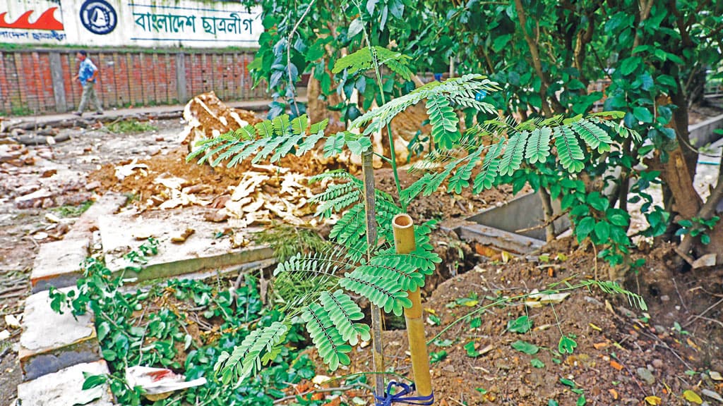 গাছ কাটায় ক্ষোভ