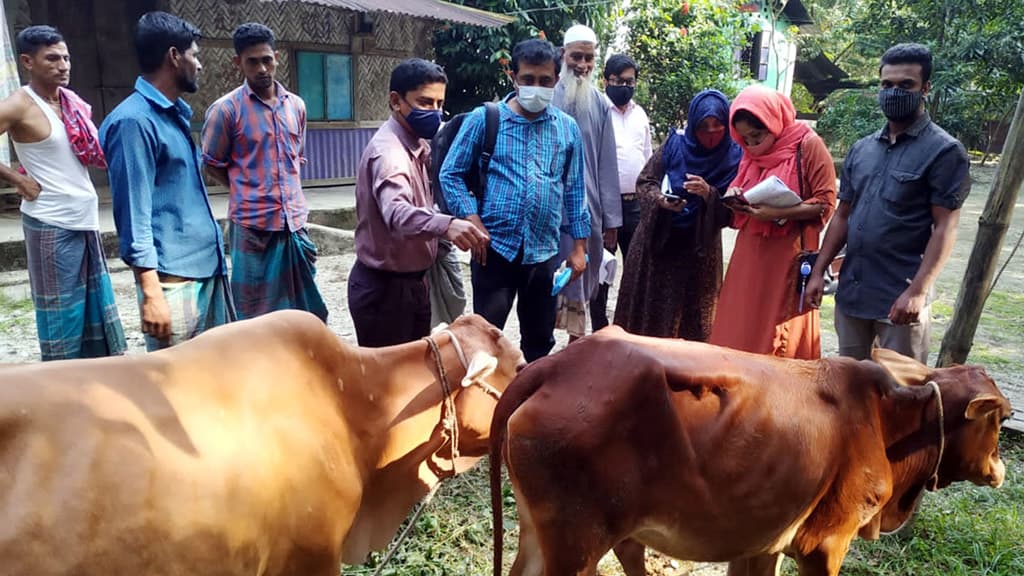 মিরসরাইয়ে ছড়িয়ে পড়েছে গরুর লাম্পি স্ক্রিন রোগ