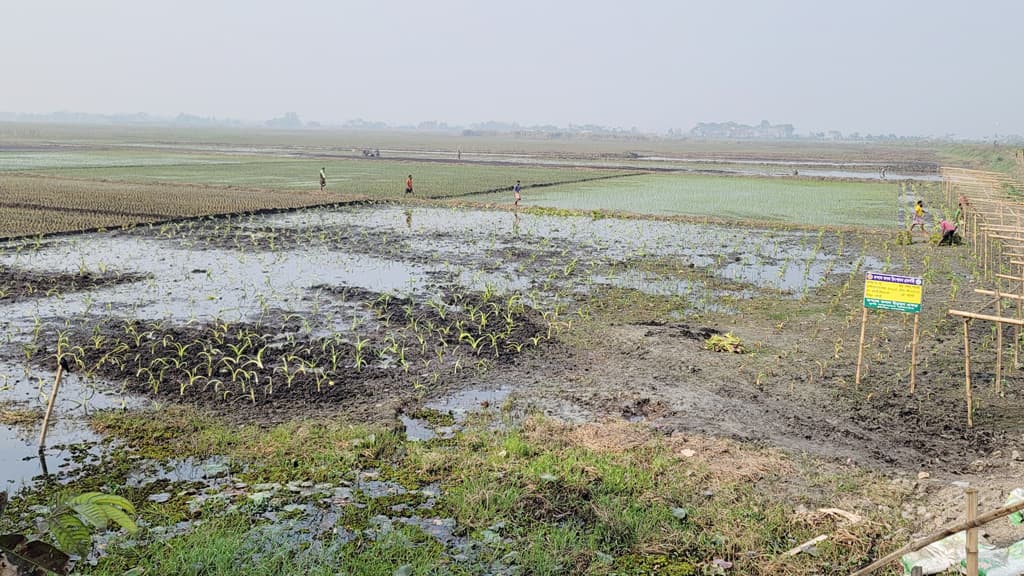 ৫০০ হেক্টর অনাবাদি জমিতে ফলবে ফসল