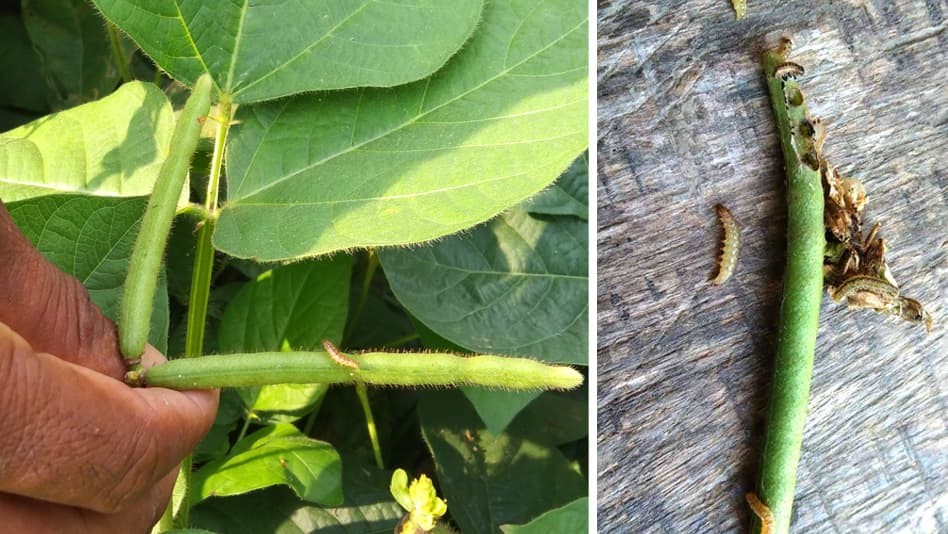 মুগডালের খেতে পোকার আক্রমণে দিশেহারা কৃষক