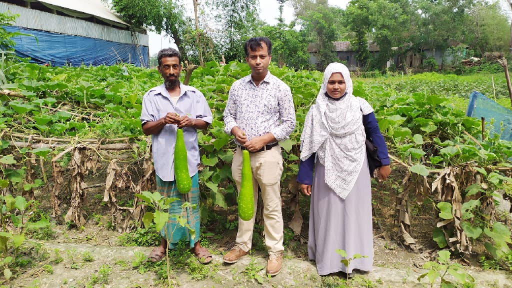 ব্রাহ্মণপাড়ায় নতুন জাতের লাউ চাষে লাভবান কৃষক