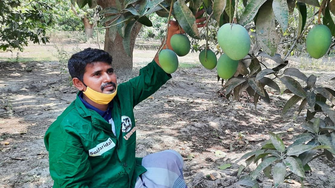 প্রথমবারের মতো হংকং যাচ্ছে সাতক্ষীরার আম