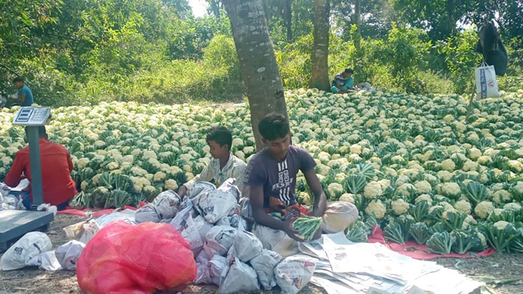 ফুলকপির গ্রাম জয়নগর