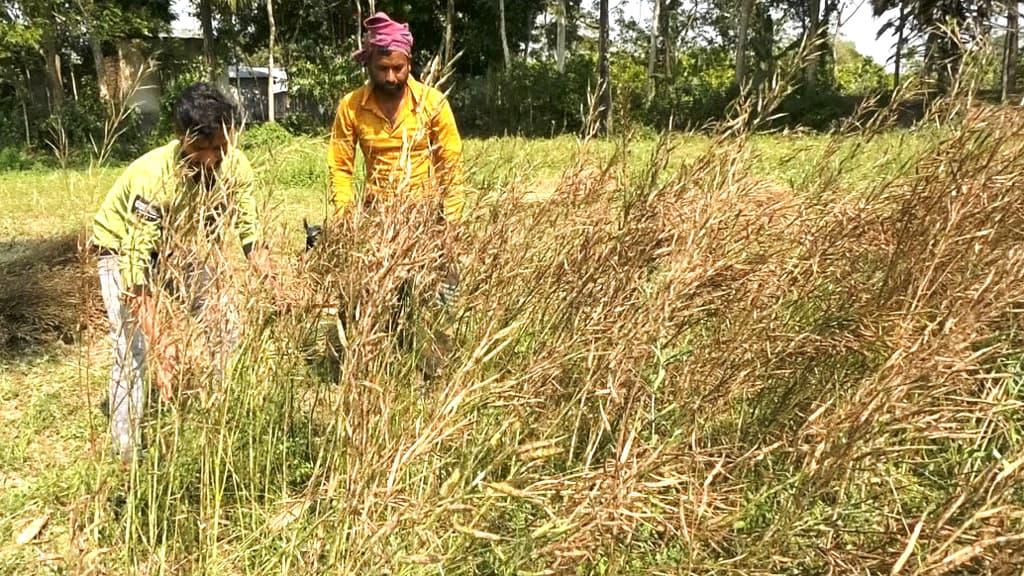 ঘূর্ণিঝড়ের প্রভাবে সরিষার ফলনে বিপর্যয় মাদারীপুরে