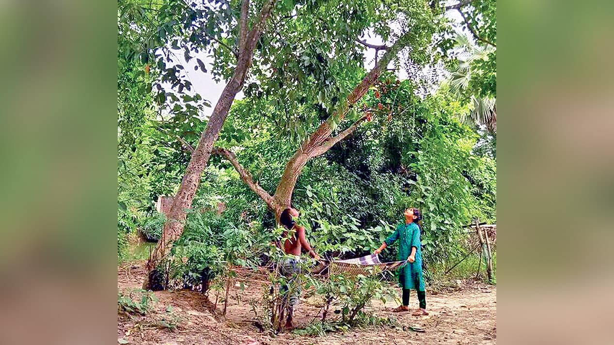 পাকা জামের মধুর রসে