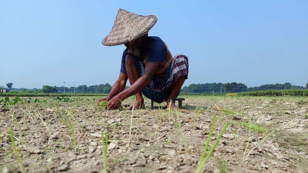 আবাদ বেড়েছে, শঙ্কা কমেনি