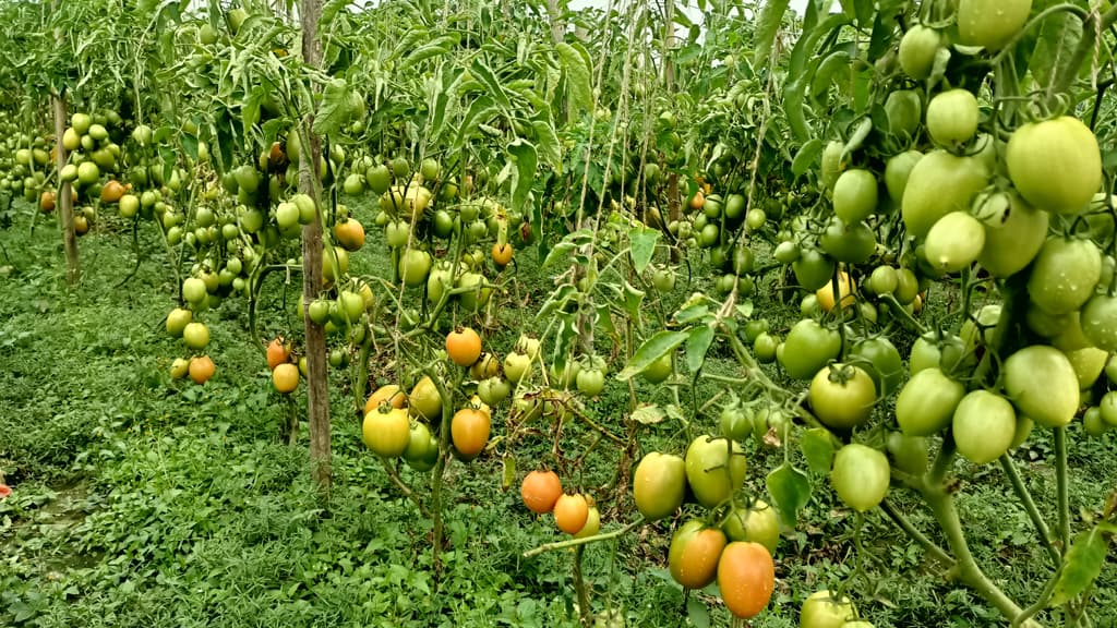 তামাক ছেড়ে টমেটো চাষে ঝুঁকেছেন কৃষক