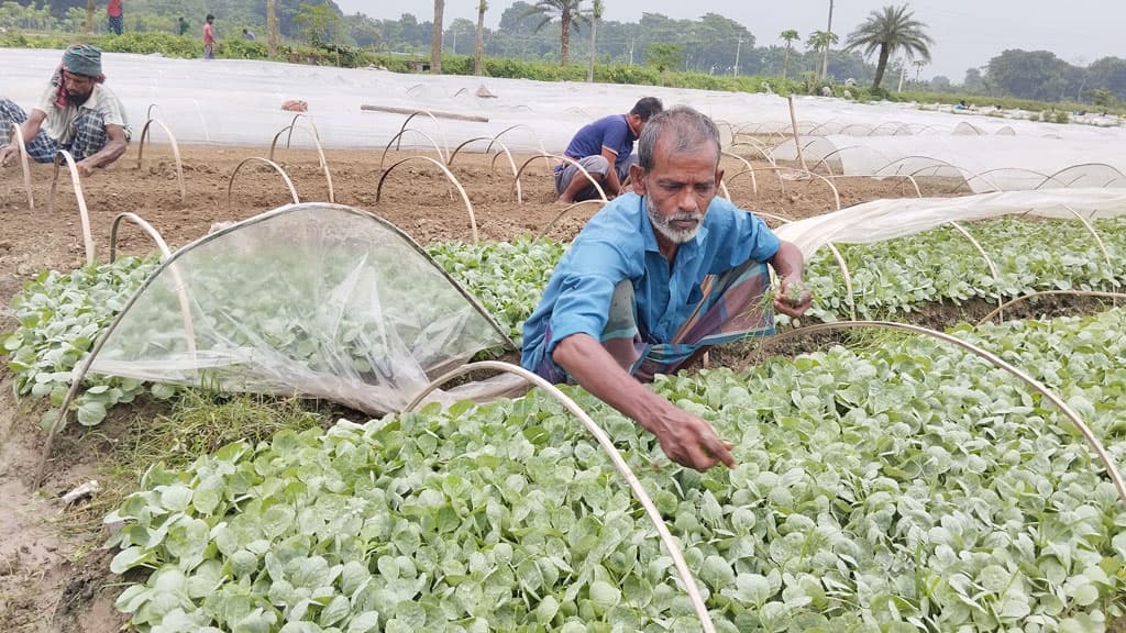 বৃষ্টিতে সবজির মৌসুম থেকে পিছিয়ে কৃষক