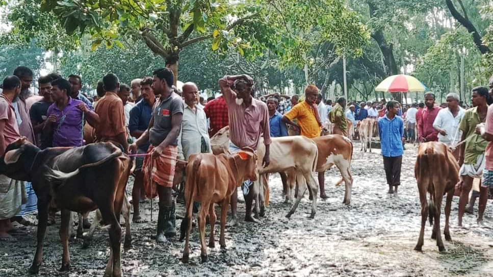 পশুর হাটে পাইকারদের আনাগোনা, ক্রেতা নেই